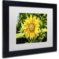 thumbnail image 2 of Trademark Fine Art "Just a Sunflower" Canvas Art by Kurt Shaffer, White Matte, Black Frame, 2 of 4