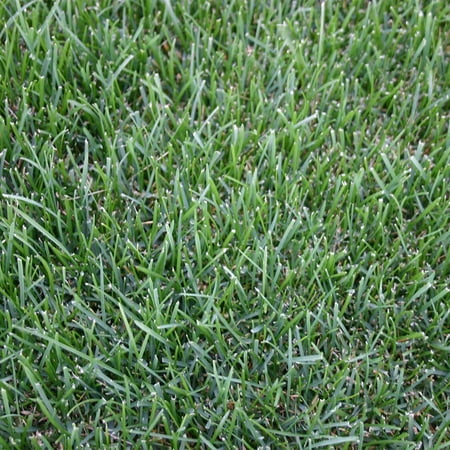 UPC: 0812739021801 | Bluegrass 500 sq. ft. Sod Pallet