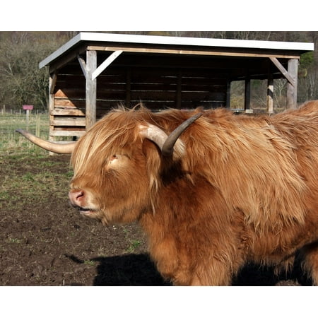 Scottish Farm - Canvas Print Cattle Cow Farm Highland Scotland Horns Animal Stretched Canvas 10 x 14