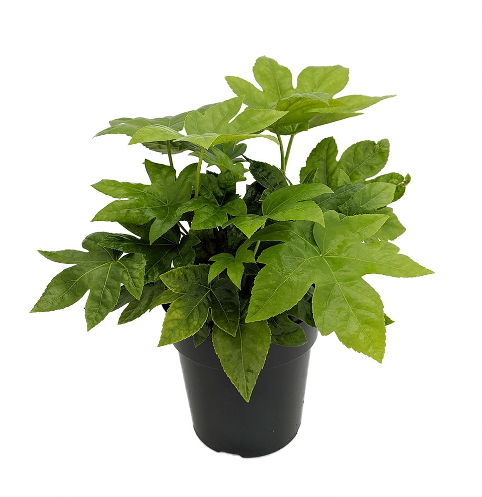 Fatsia Japonica Japanese Aralia Indoor 6 Pot Walmart fatsia-japonica-japanese-aralia-indoor-6-pot-walmart