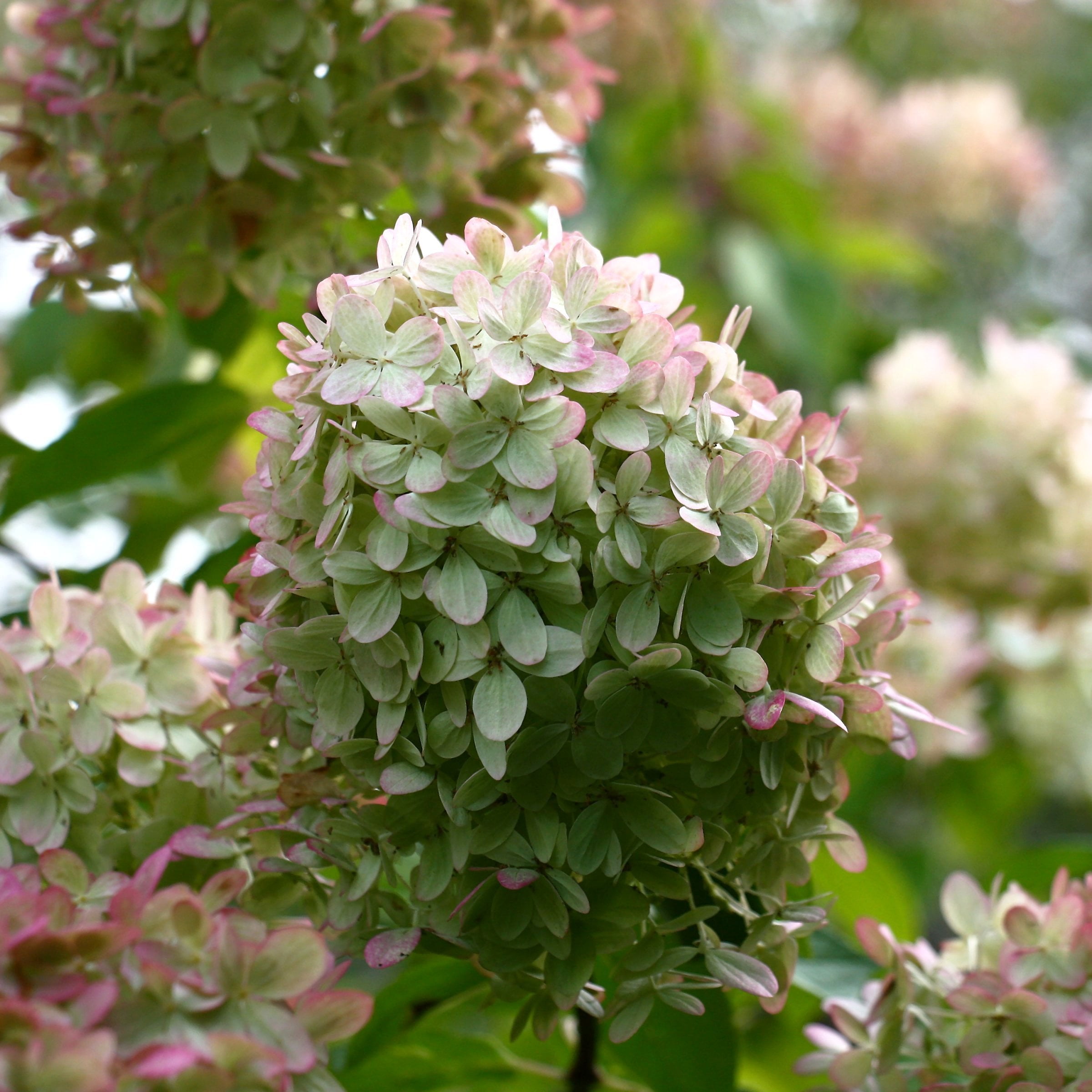 National Plant Network 2 gal. Hydrangea Little Hottie Tree