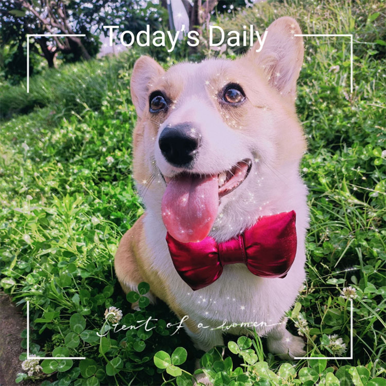 Holiday bow ties for dogs hotsell