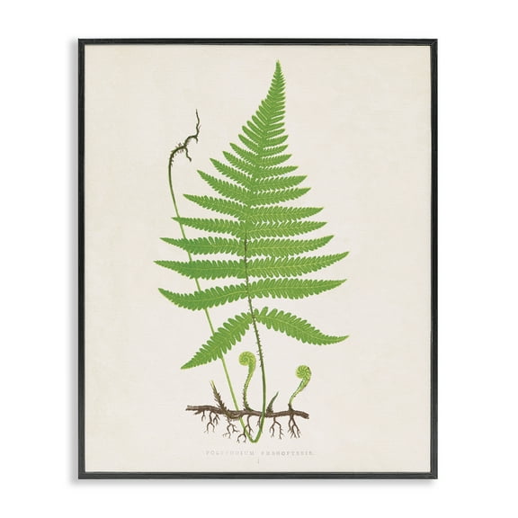 Stupell Industries Curled Budding Fern Sprigs Floral Painting Black Framed Art Print Wall Art, 11 x 14