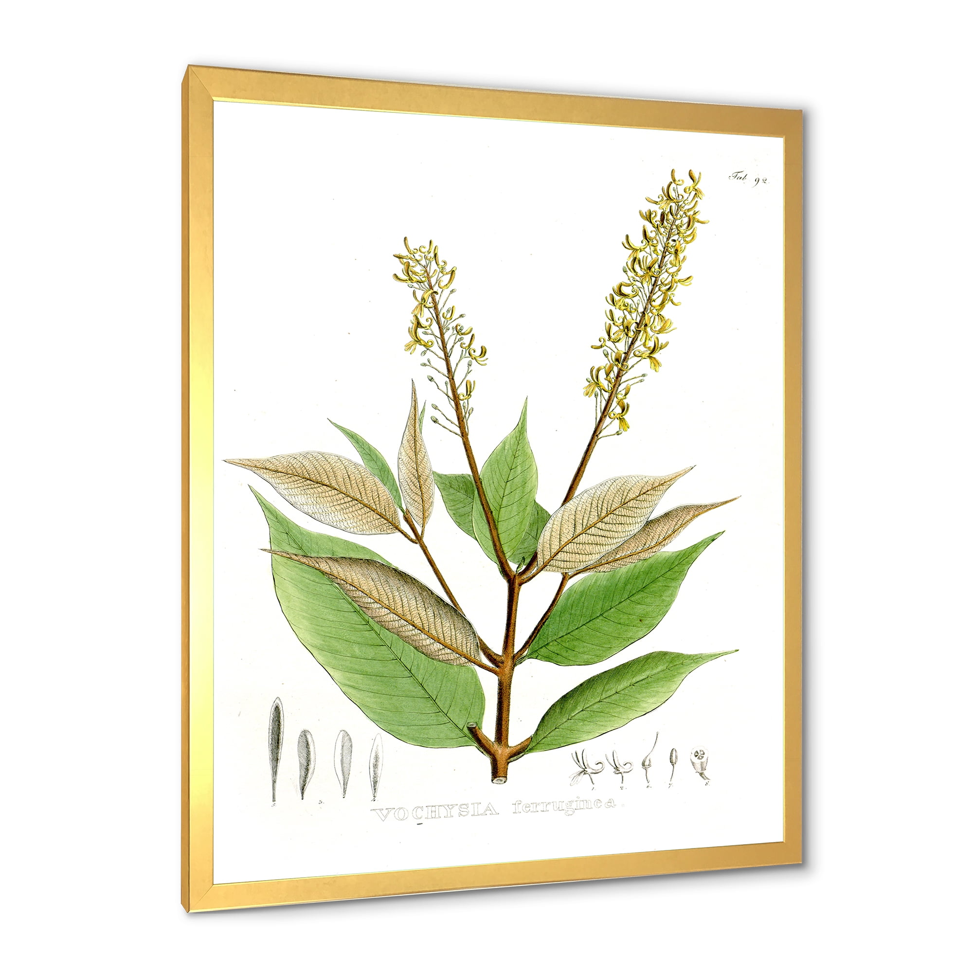Designart 'Ancient Brazilian Plant V' Traditional Framed Art Print
