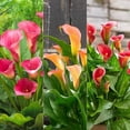 thumbnail image 2 of Calla Lily Bulbs, Calla Lily Bulbs For Planting, The Flowers Are Large Calla Lily Plants,Bulb Flowers, Calla Lily Plant,Calla Lily Bulbs, Suitable For Flower Arrangements, Easy To Care For,, 2 of 3