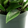 thumbnail image 4 of 4 in. Hoya Pubicalyx Green Plant in Grower Container (3-Pack), 4 of 9