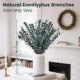 Eucalyptus (Gedroogd & Gesneden) Kopen - Natural Heroes