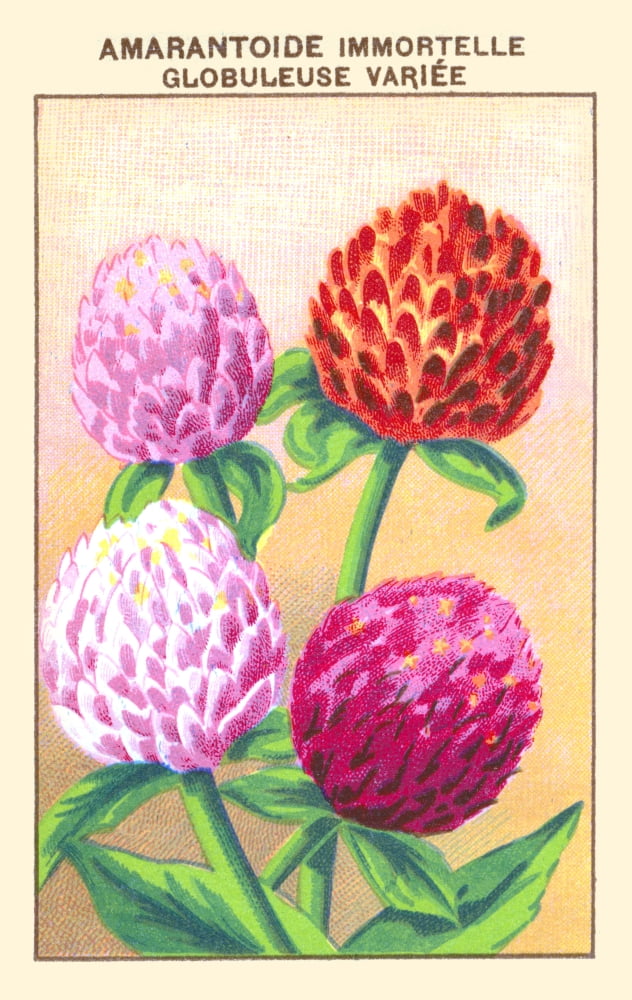 Immortelle or Amarantine Globuleuse Immortelle is another