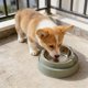 thumbnail image 1 of Elevated Pet Bowl Cats Face Feeder • Stainless Steel Raised Dish • 15° Tilt Neck Protection • Non-Slip Anti-Spill Base • Small Medium Dogs Cats Blue Green, 1 of 6