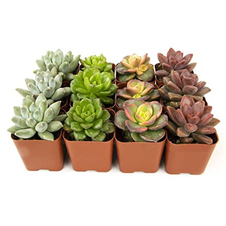 Succulent Plants (12 Pack) Fully Rooted in Planter Pots with Soil | Real Live Potted Succulents / Unique Indoor Cactus Decor by Plants for Pets