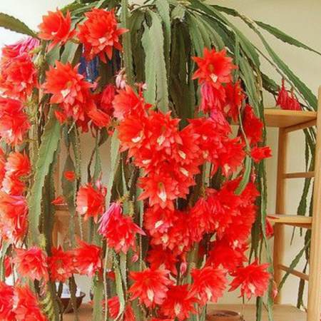 2 Red Epiphyllum Orchid Plants Live for Gardening, 4 Inc Potted, Succulents Plants Live