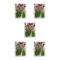 thumbnail image 1 of Billuyoard Flores secas naturales, artesanía para el hogar, flores prensadas en relieve, decoración colorida para tarjetas de boda, pintura para Type2 NO2 Billuyoard CBP162993, 1 of 4