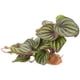 thumbnail image 5 of IDEANATEGRATE Artificiales Realistas Para Terrarios Reptiles Y De Acuarios, 5 of 7