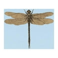 thumbnail image 3 of CafePress - Dragonfly Vintage Infant T Shirt - Infant T-Shirt, 3 of 4