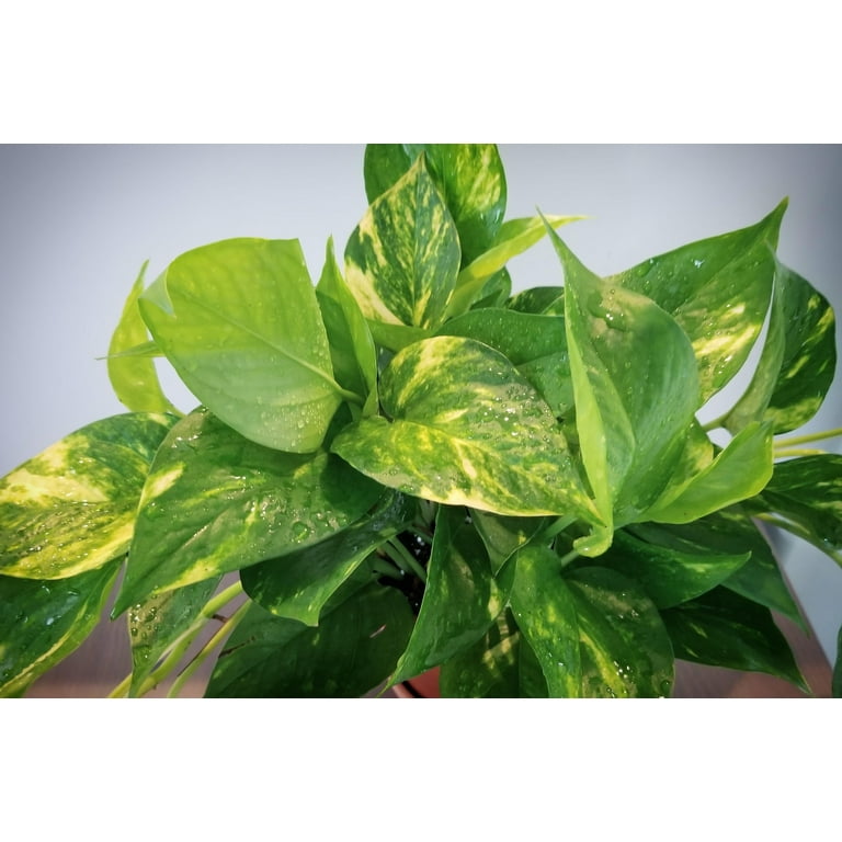 RedCrocus Hawaiian Pothos- Trailing Indoor Plant with Variegated Heart-Shaped  Leaves, Pet Friendly, Easy Care for Living Rooms & Offices 6" Pot -  Walmart.com