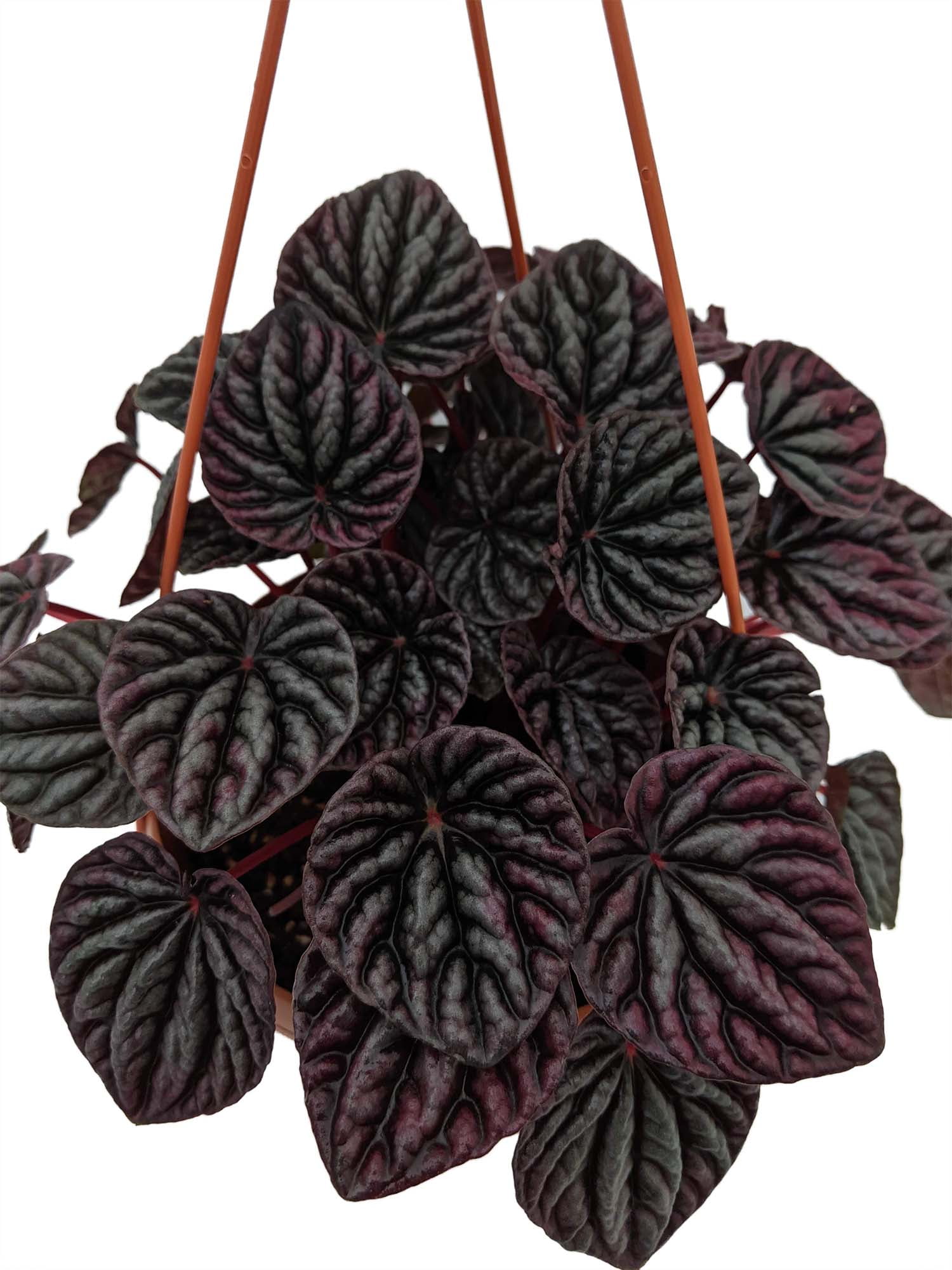 Peperomia Rosso 6\u201d Hanging Basket