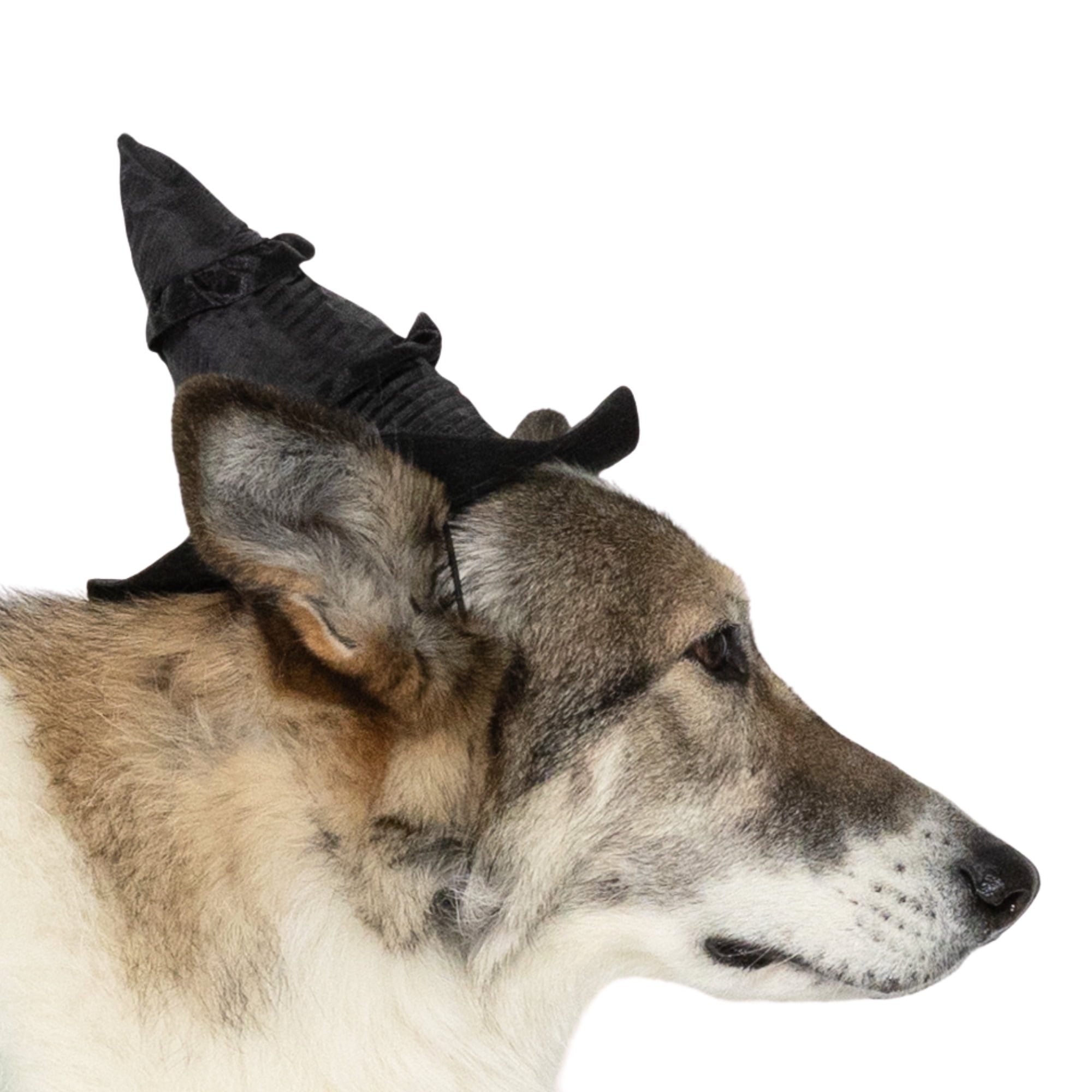 Vibrant Life Halloween Bad Witch Costume for Dogs, Green and Black, Extra Large