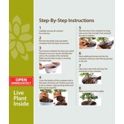 From You Flowers Dwarf Jade Bonsai Kit