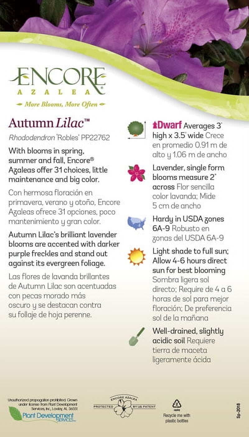 Encore Azalea Autumn Lilac (3 Gallon) Purple Flowering Shrub - Full Sun Live Outdoor Plant