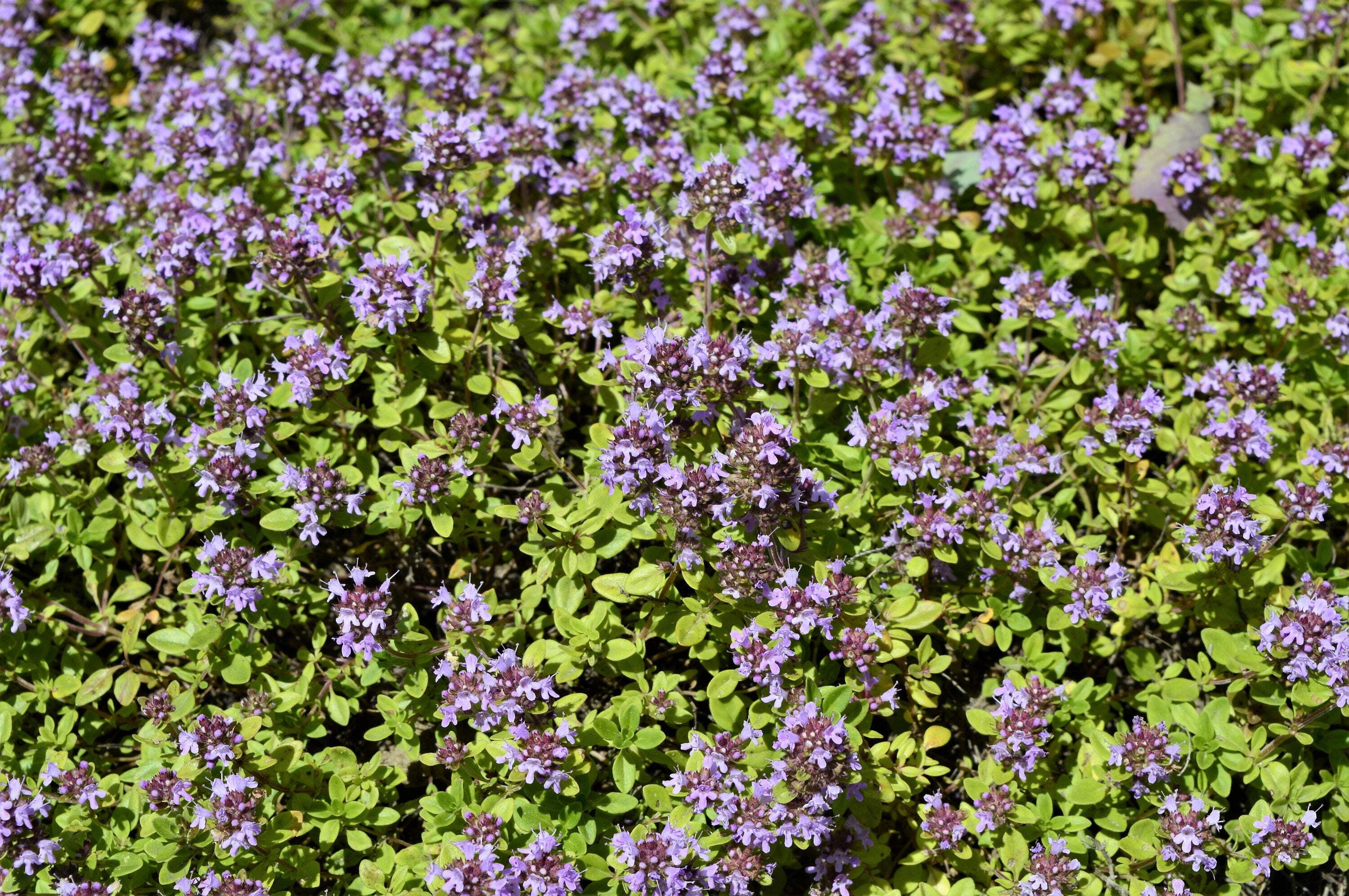 10,000 BULK LEMON THYME Thymus Pulegioides Herb Purple Flower Fragrant Evergreen Seeds