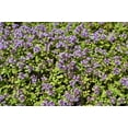 thumbnail image 2 of 1000 LEMON THYME Thymus Pulegioides Herb Purple Flower Fragrant Evergreen Seeds, 2 of 10