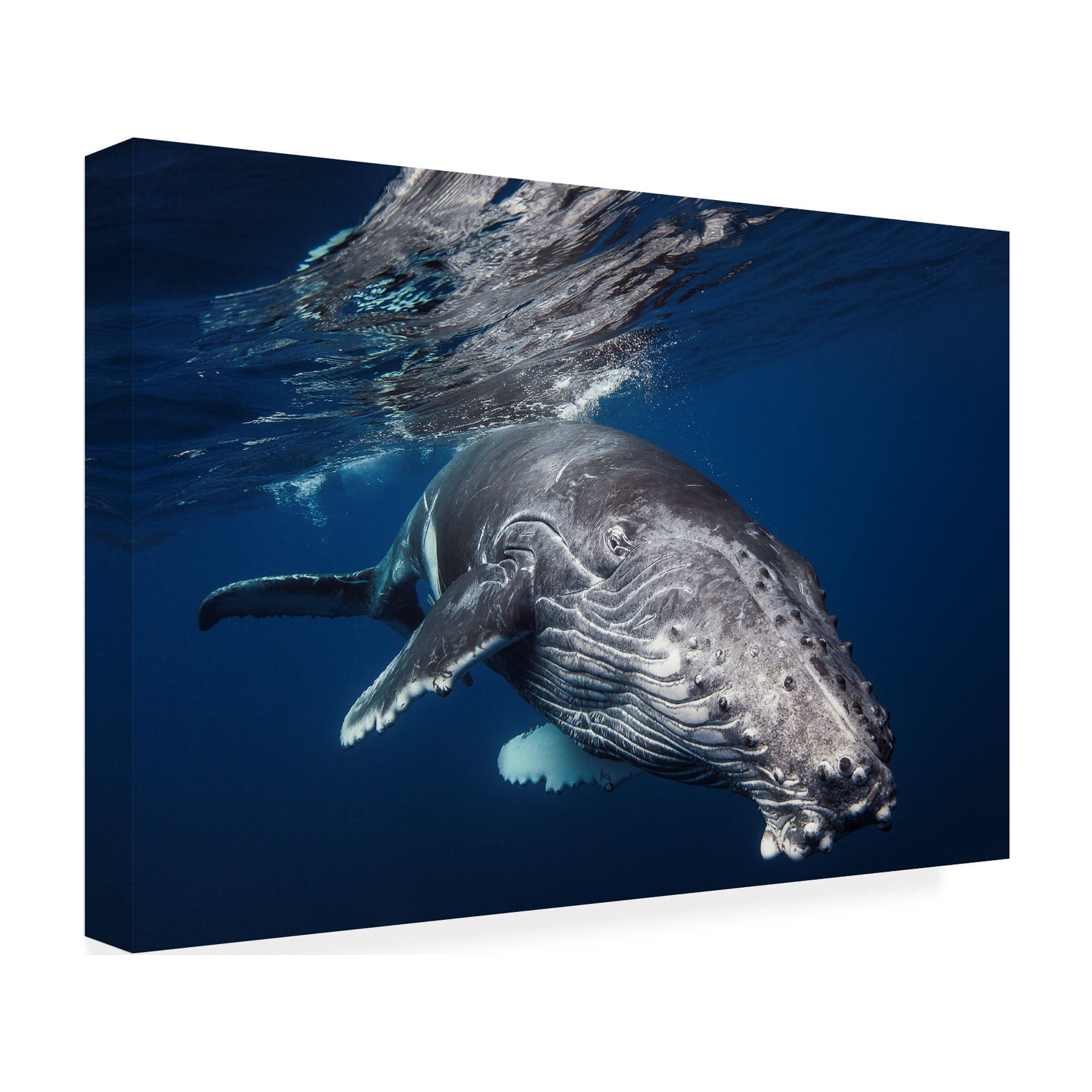 Barathieu Gabriel 'Humpback Whale' Canvas Art