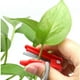 thumbnail image 3 of Herramienta de cuchillo para recoger con el pulgar para la cosecha de frutas y verduras | Pequeña podadora de guillotina para tomates, pepinos, té, fresas | Hoja de punta plástica | 1 pieza, 3 of 5