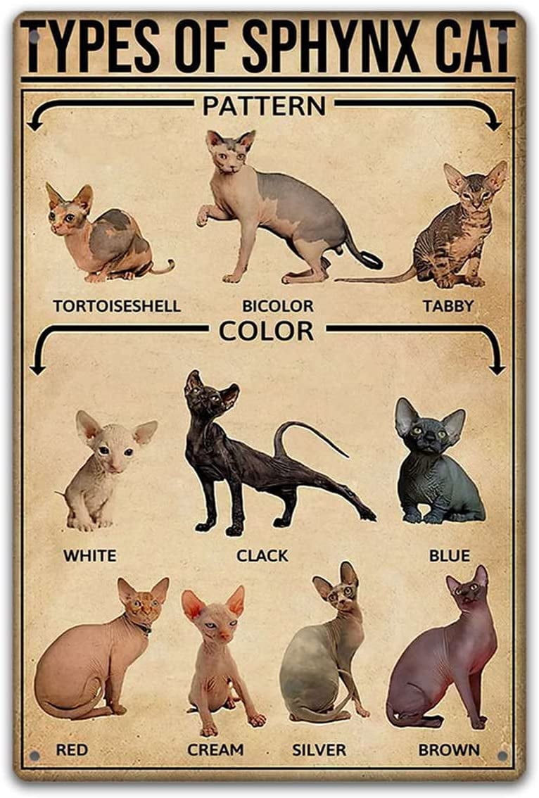 Types of Sphynx Cats Poster Sphynx Cats Lovers Poster Home Living Decor
