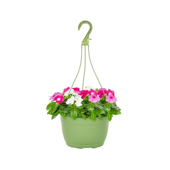 Expert Gardener 1.5gal Pink Red White Vinca Live Annual Plant Hanging Basket Sun