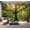 Color5, variant on Peel and Stick Wallpaper Old oak tree forest Modern Art Wall Mural Decor Self Adhesive and Removable 100in x 144in