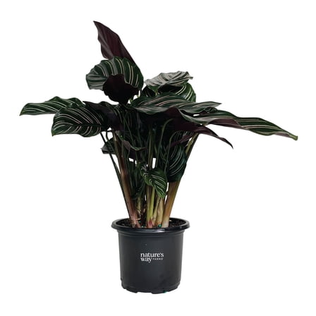 Nature’s Way Farms Calathea Ornata Indoor Live Plant (10-14in Tall) in Grower Pot