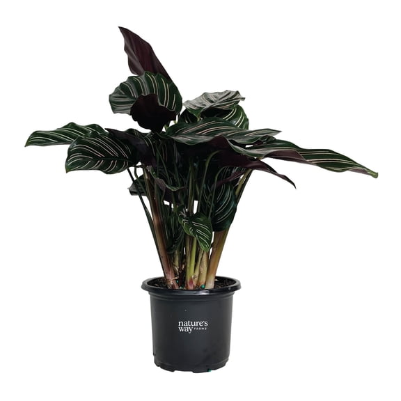Nature’s Way Farms Calathea Ornata Indoor Live Plant (10-14in Tall) in Grower Pot