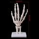 thumbnail image 5 of Hand Joint Anatomical Skeleton Model Human Medical Anatomy Study Tool Life Size, 5 of 5