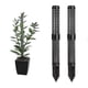 thumbnail image 1 of 8pcs/set Moss Poles For Climbing Plants For Plant Stakes And Supports Plants, 1 of 4