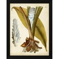 thumbnail image 2 of Unknown  12x14 Black Modern Wood Framed Wall Art Titled - Horticultural Specimen I, 2 of 6