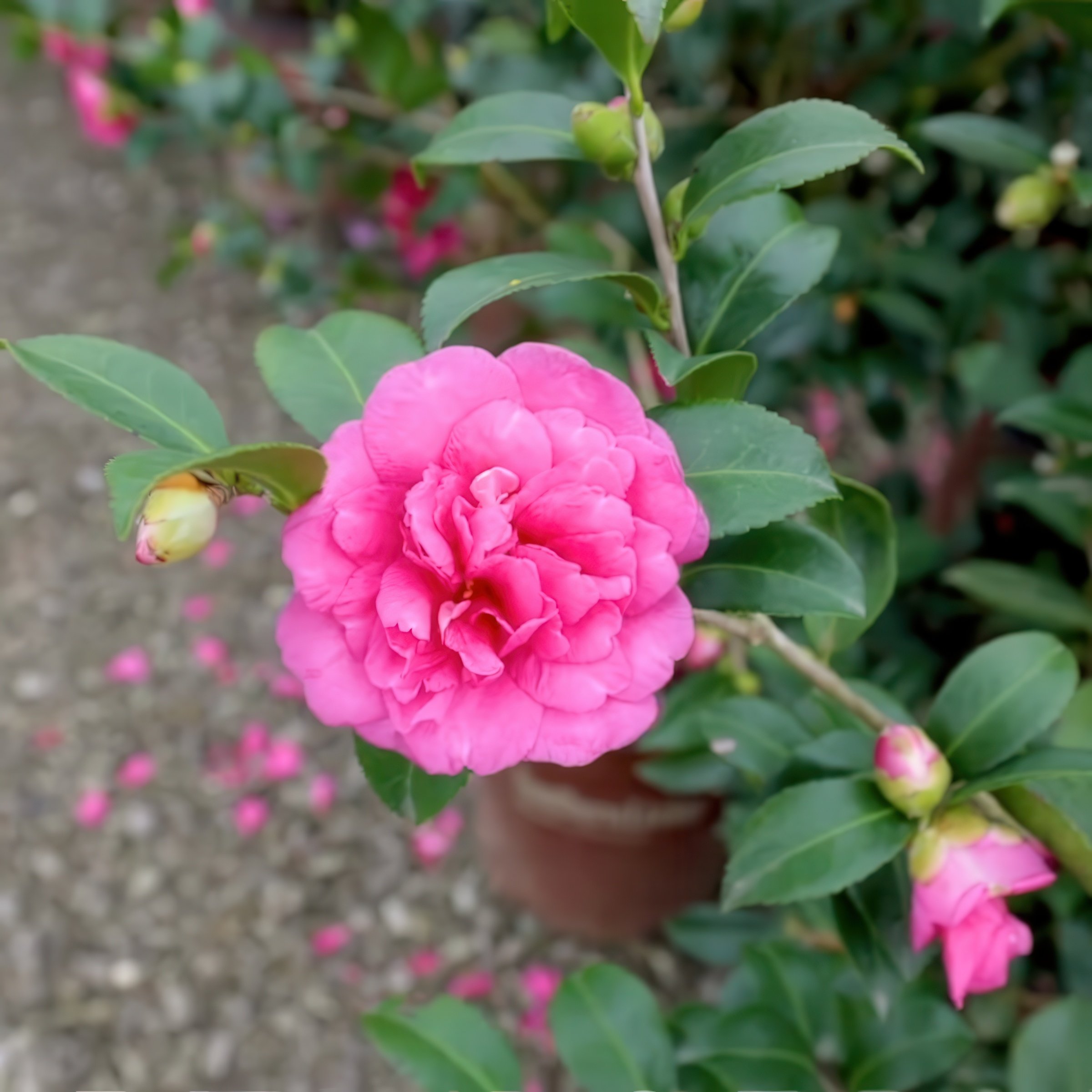 National Plant Network 1 gal. Camellia Sasanqua Alabama Beauty Shrub