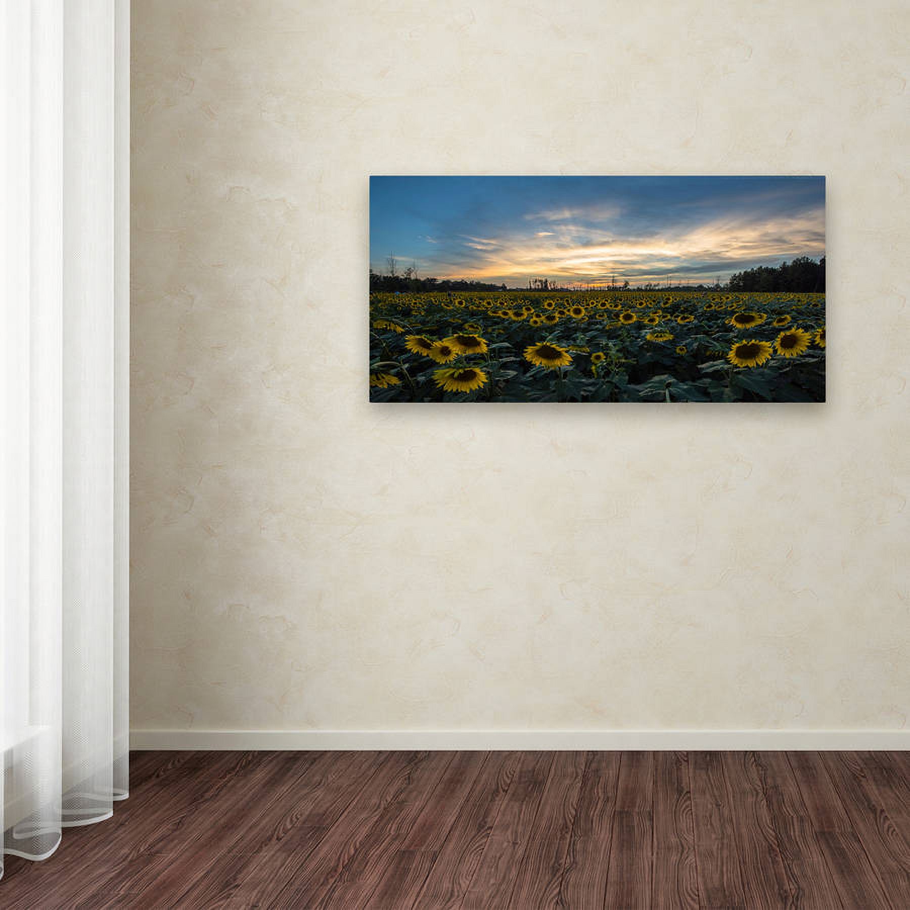 Trademark Fine Art "Sunset Sunflowers" Canvas Art by Kurt Shaffer