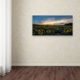 thumbnail image 3 of Trademark Fine Art "Sunset Sunflowers" Canvas Art by Kurt Shaffer, 3 of 3