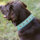 thumbnail image 4 of Collar para perros ancho y grueso con remaches de cuero. Adecuado para cuellos de 14" a 17", variedad media., 4 of 5