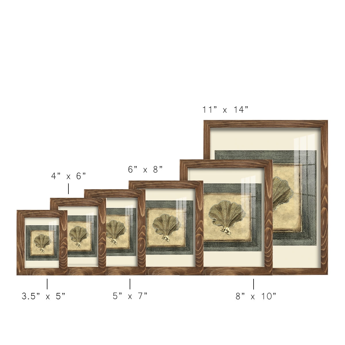 Mini Exotic Coral VI (U) - Framed Print w/glass - Walnut
