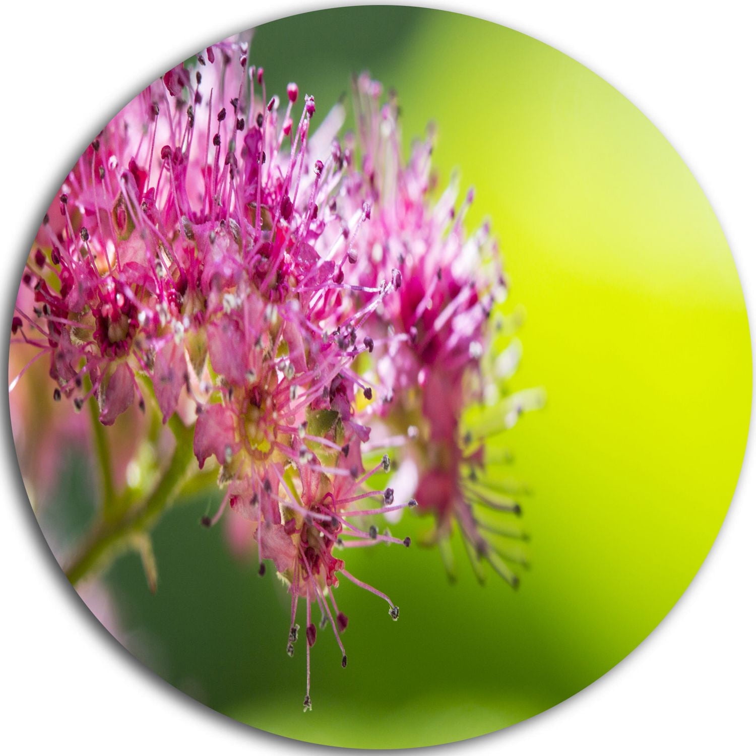 Design Art Pink Little Flowers in Green' Ultra Glossy Floral Metal Circle Wall Art