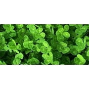 Dibbs Seed Dalkeith Subterranean Clover Plant Seed, Early Season Maturity