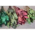 thumbnail image 3 of 1 Case, Preserved Lemon Leaf (Salal) - 8Lb Bulk Case - Copper for Wreaths, Dried Flower Arrangements, Table Centerpieces, Mantel Decorations, or Bouquets, 3 of 5