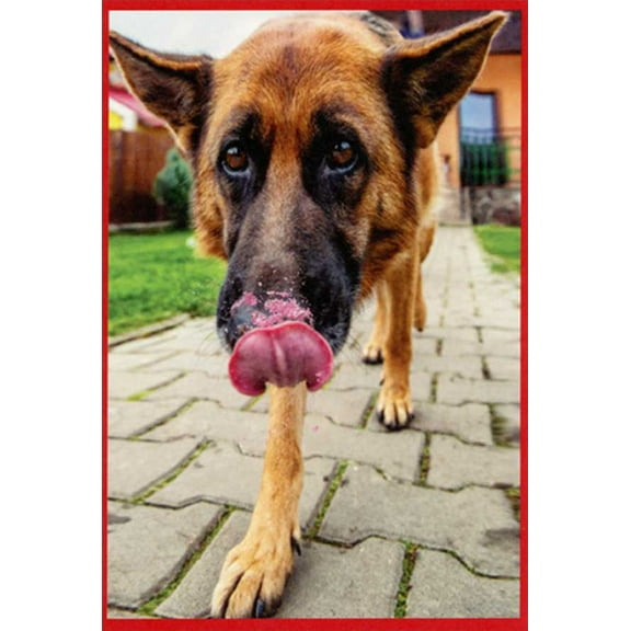 Recycled Paper Greetings Dog Walking on Path Licking Nose Humorous / Funny Dog Valentine's Day Card