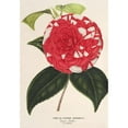 thumbnail image 3 of Charles Antoine Lemaire 18x24 Black Modern Framed Museum Art Print Titled - Camellia Giardino Santarelli (1854-1896), 3 of 5