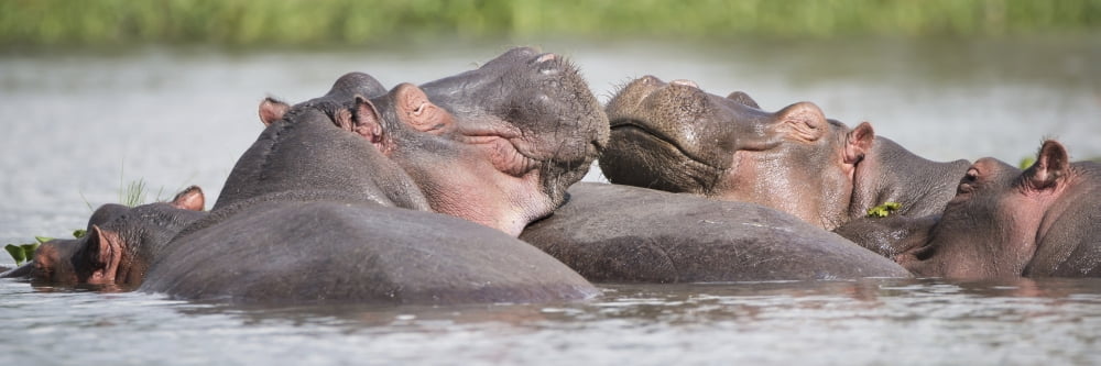 Posterazzi Two hippos in a group in a lake resting their heads on the back of another hippopotamus green vegetation on the shore in the distance Kenya Canvas Art - Nick Dale Design Pics