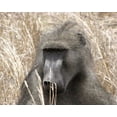 thumbnail image 2 of Underdahl, Dana 14x12 Black Ornate Wood Framed with Double Matting Museum Art Print Titled - Baboon Portrait IV, 2 of 4