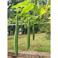 thumbnail image 2 of TomorrowSeeds - Da Rou Angled Luffa Gourd Seeds - 10+ Count - For 2026 Planting Ridged Gourd Okra, 2 of 9