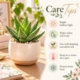 thumbnail image 6 of Succulent Plant Bare Root,Low Maintenance-Decoration, Ideal for Beds Borders, Plant Pots & Planters`, 6 of 6
