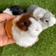 thumbnail image 5 of Figuras de hámster realistas Basuo-9Q de peluche, 3 unidades, 5 of 9
